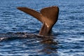Whale tail flip before diving Royalty Free Stock Photo