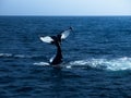 Whale Tail Fluke Fingerprints