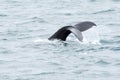 Fluke, Whale Tail in Arctic Ocean, Greenland