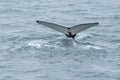 Fluke, whale tail coming out water, Arctic Ocean, Greenland