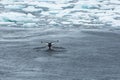 Fluke, Whale Tail between Ice in Arctic Ocean, Greenland