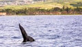 Whale Tail with Land in Background in Maui, Hawaii Royalty Free Stock Photo