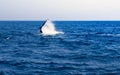 Whale Tail Lobbing