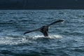 Whale tail, lobtailing, endangered species,Chubut Province