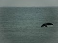 whale tail on the ocean in brazil Royalty Free Stock Photo