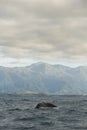 Sunrise Whale Kaikoura, New Zealand. Royalty Free Stock Photo