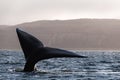 Whale tail in Puerto Madryn, Chubut, Argentina Royalty Free Stock Photo