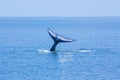 Whale tail Royalty Free Stock Photo