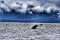 Whale tail seen over the ocean on a cloudy day Royalty Free Stock Photo