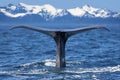 Whale tail Royalty Free Stock Photo