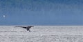 Whale Tail splashing in the Ocean