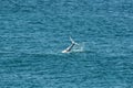 Whale tail in Straddie, Australia