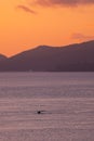 Whale tail at Sunset from Ocean View House on Long Island - Vertical Photo Royalty Free Stock Photo