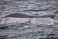 Whale tail in water in Antarctica