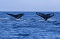 Whale Tails Royalty Free Stock Photo