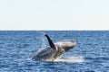 Whale about to land back into the ocean after breaching Royalty Free Stock Photo