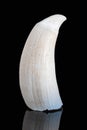 Whale Tooth Tooth - Physeter macrocephalus Royalty Free Stock Photo