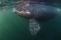 Whale underwater