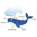 Whale vocabulary part of body.vector Royalty Free Stock Photo