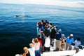 Whale Watchers crowd the bow Royalty Free Stock Photo