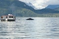 Whale watching adventure Royalty Free Stock Photo