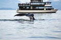 Whale watching adventure Royalty Free Stock Photo