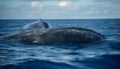 Whale watching adventure majestic humpback breaches tranquil seascape