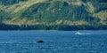 Whale Watching Alaska Royalty Free Stock Photo