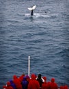 Whale Watching, Antarctica