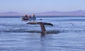 Whale watching in Baja