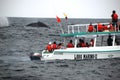 Whale-watching boat Royalty Free Stock Photo