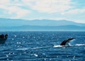 Whale watching boat near Monterey California Royalty Free Stock Photo