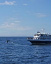 Whale Watching Boat Royalty Free Stock Photo