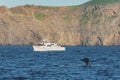 Whale watching, Channel Islands National Park