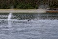 Whale Watching of the coast of Juneau, Alaska Royalty Free Stock Photo