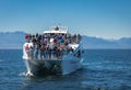 Whale watching cruise tour in BC Canada during summer. A whale appears in the water as people watching take photos Royalty Free Stock Photo