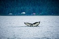 Whale watching on favorite channel alaska Royalty Free Stock Photo