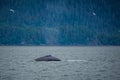 Whale watching on favorite channel alaska Royalty Free Stock Photo