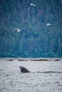 Whale watching on favorite channel alaska Royalty Free Stock Photo