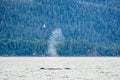 Whale watching on favorite channel alaska Royalty Free Stock Photo