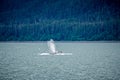 Whale watching on favorite channel alaska Royalty Free Stock Photo