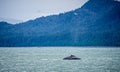 Whale watching on favorite channel alaska Royalty Free Stock Photo