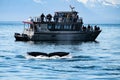 Whale watching at the Glacier Bay in Alaska Royalty Free Stock Photo