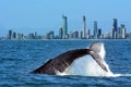 Whale Watching In Gold Coast Australia