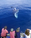 Whale watching in Hervey bay.