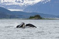 Whale watching, humpback whales in Alaska Royalty Free Stock Photo
