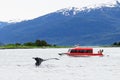 Whale watching, humpback whales in Alaska Royalty Free Stock Photo