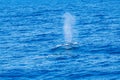 Whale watching sightseeing trip from a boat in the mediterranean sea