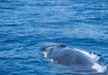 Whale watching sightseeing trip from a boat in the mediterranean sea