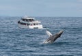 Whale Watching Tour Royalty Free Stock Photo